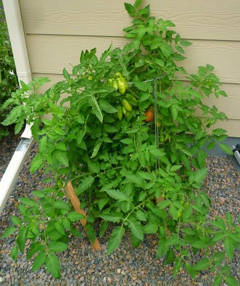 This San Marzano tomato plant was grown in a sunken, 5-gallon container with the bottom removed to allow the plant to reach its roots deep into the ground. As a result, it was highly productive throughout the 2013 season. Garden Renovation Ideas, Balcony Herb Gardens, Marzano Tomatoes, Tips For Growing Tomatoes, Growing Organic Tomatoes, Growing Tomato Plants, Growing Tomatoes In Containers, Herb Garden Design, Tomato Plant