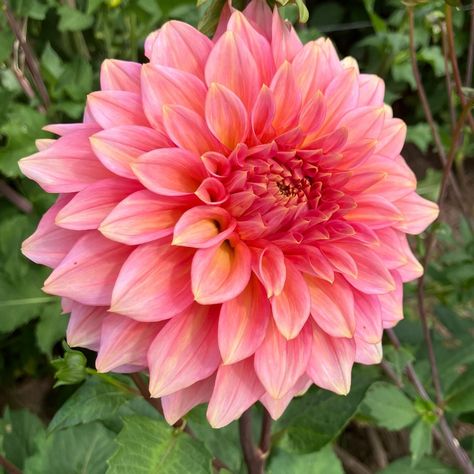 Hillcrest Kismet 🩷 #hillcrestkismet #hillcrestkismetdahlia #dahliahillcrestkismet #dahlia#dahlias #blomsterverdendk#danmarksflottestedahlia2024 Pink Dahlias, Dahlia Pink, Pink Dahlia Aesthetic, Color Spectacle Dahlia, Bloomquist Dahlia, Light Pink Dahlia, Dahlia Bouquet, Friend Activities, Dahlia