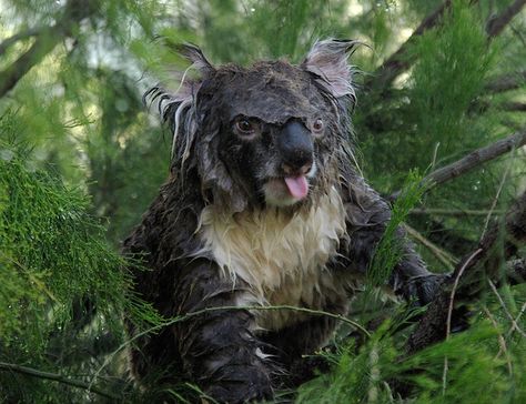 be a good boy, or wet koala is coming for you! Drop Bear, Pictures Of The Week, Koala Bear, Animal Kingdom, Polar Bear, Koala, Pet Birds, Animals Wild, Animal Pictures