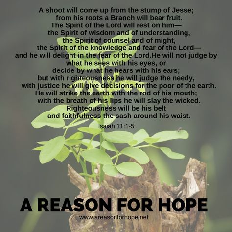 Tree Of Jesse, Isaiah 11, Fear Of The Lord, Lion Of Judah, King Of Kings, Daily Prayer, Dear God, Holy Bible, A Blessing