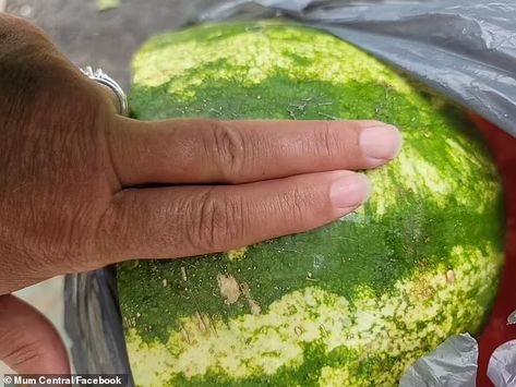 How to tell when a watermelon is ripe: Farmer reveals little-known secret | Daily Mail Online Good Watermelon, Ripe Watermelon, Watermelon Mint, Sweet Watermelon, Natural Ecosystem, Grandmas Recipes, Two Fingers, A Farmer, Old Recipes