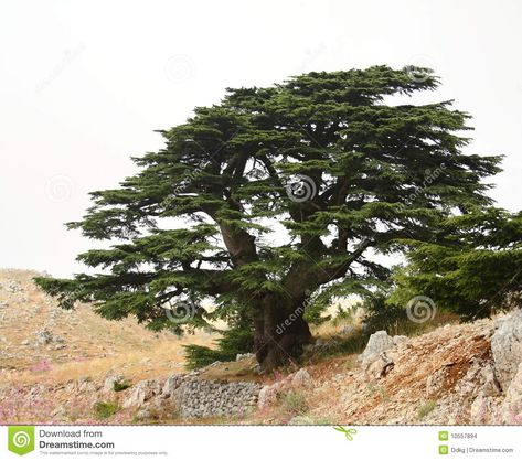 Lebanon Tree, Lebanon Cedar, Weird Trees, Cedar Tree, Sacred Tree, Cedarwood Essential Oil, Cedar Trees, Old Trees, Formal Gardens