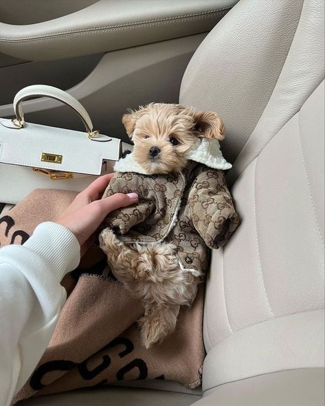 Grateful Aesthetic, Pretty Pets, Maltipoo Dog, Cute Small Dogs, Puppy Mom, Dog Mommy, Simple Lifestyle, Super Cute Puppies, Cute Animals Puppies