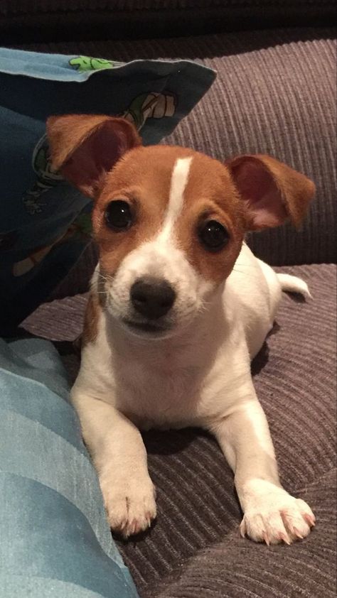 Dogs Jack Russell, Chien Jack Russel, Jack Russell Puppy, Cute Jack Russell, Big Dogs Breeds, Biggest Dog In The World, Mixed Dog Breeds, Biggest Dog, Jack Russell Terrier Puppies