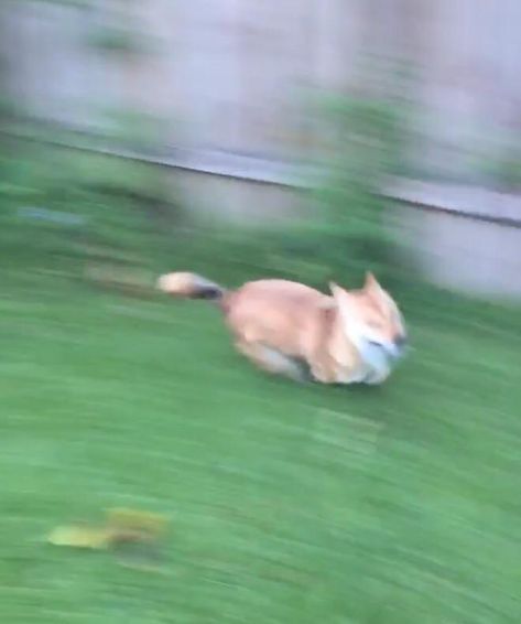 blurry picture of dog Dogs With Zoomies, Winter Animation, Dog Zoomies, Picture Of Dog, Dog Website, Cute Puppies Images, Cute Puppy Wallpaper, Cute Dogs Images, Blurry Pictures