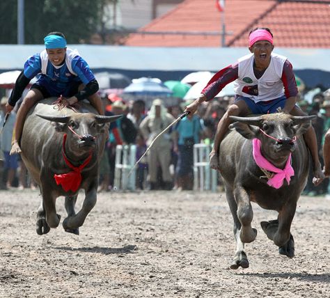 Rice Farmers, Biggest Pumpkin, Thailand Travel Tips, Pattaya Thailand, Visit Thailand, Water Buffalo, Triple Crown, Miss World, Pattaya