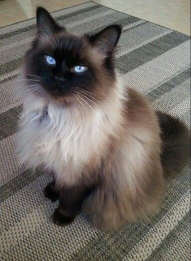 Long Hair Cat, Balinese Cat, Ragdoll Cat, Cat Aesthetic, Arte Fantasy, Cute Animal Photos, Cute Cats And Kittens, Cute Animal Pictures, Cute Cats And Dogs