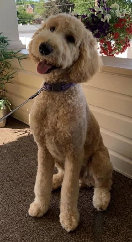 Bernedoodle Haircut Styles Short, Short Doodle Cuts, Summer Doodle Haircut, Doodle Summer Cut, Golden Doodle Cuts, Curly Doodle Haircut Styles, Doodle Summer Haircut, Short Doodle Haircut, Golden Doodle Summer Haircut