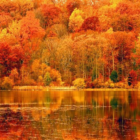 Autumn Scenes, Autumn Scenery, Wallpaper Vintage, Autumn Beauty, Fall Pictures, Fall Photos, Fall Foliage, Nature Beauty, Beautiful World