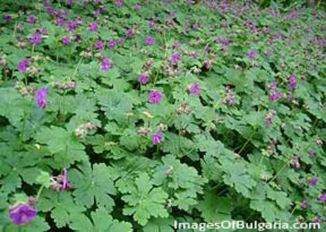 Plants We Love: Bigroot Geranium. This rugged hardy geranium is an easy groundcover with great summer flowers and good fall color. Bigroot Geranium, Periwinkle Plant, Geranium Macrorrhizum, Deer Resistant Perennials, Hardy Geranium, Cedar Tree, Deer Resistant Plants, Fall Planters, Shade Perennials