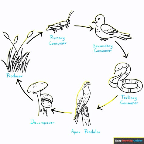 Food Chain Project For Kids, Food Web Drawing, Food Chain Drawing, Ecosystem Drawing Easy, Simple Food Web, Ecosystem Drawing, Food Chain Project, Food Chain Diagram, How To Draw Chains