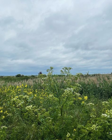 NATURE What a colour palette this morning! So good to get outside and hear the birds, walk in the long grass and soak it all up. So much pattern and colour. Can you hear the cuckoo in No.2? Enjoy 💚 #beinginnaturewithmydog #naturescolour #naturecolourpalette #trees #thefens #naturelover #dogwalker #green #colourlover #patternseeker Colorful Art Prints, Dog Walker, Get Outside, The Birds, Colour Palette, This Morning, Nature Lover, No. 2, Walk In