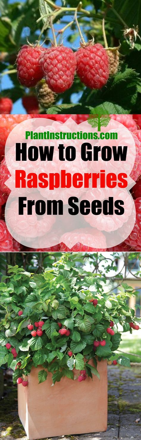 Grow Raspberries From Seeds Growing Raspberries From Seeds, Best Way To Grow Raspberries, How To Plant Raspberries, Grow Raspberries From Seed, Grow Raspberries From Fruit, Raspberry Plants Growing, When To Transplant Raspberry Plants, How To Grow Raspberries, Grow Raspberries