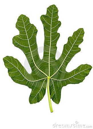 fig leaf Leaf Abstract, Fig Fruit, Fig Leaf, Fig Leaves, Pattern Inspiration, Real Estate Broker, Stock Photography Free, Farm Gardens, Fig