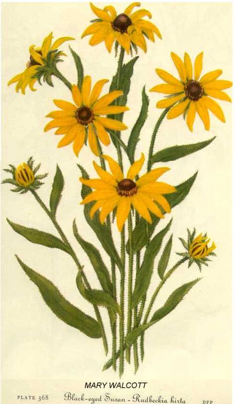 Black Eyed Susan (Rudbeckia Hirta) Black Eyed Susan Illustration, Black Eyed Susan Drawing, Black Eyed Susan Painting, Black Eyed Susan Tattoo, Botanical Reference, Wildflower Mural, Black Eyed Susan Flower, Rudbeckia Hirta, Watercolor Postcards