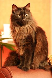 Cat Brown, Gatos Cool, Siberian Cats, Popular Cat Breeds, Cats Toys, Angora Cats, Cats 101, F2 Savannah Cat, Cat Spray