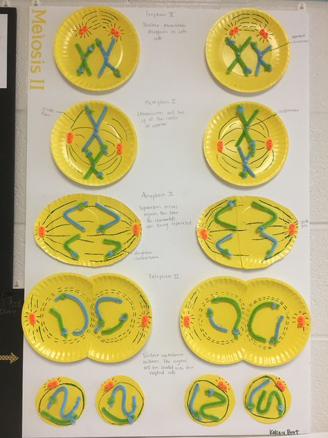 Mitosis Model Project Ideas, Mitosis Project Ideas, Meiosis Project Ideas, Mitosis Model Project, Meiosis Model, Meiosis Project, Dna Activities, School Science Projects, Biology Projects