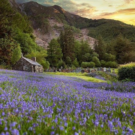 Balls bullish, Glen Coe English Bluebells, Beautiful Scotland, Scotland Landscape, Highland Village, Glen Coe, Flower Cottage, Scotland Highlands, St Johns, Scottish Highlands