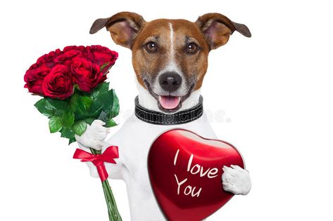 Chien Jack Russel, Looking For A Girlfriend, Bunch Of Red Roses, Memes Gretchen, Dogs Images, Dogs Photos, Dog Stock Photo, Valentine Dog, Dog Milk