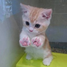 And this tiny kitten with perfect paws. Kitten Paws, Tiny Kitten, Great Cat, Cat Pictures, Baby Kittens, Cat Behavior, Cute Cats And Kittens, Cute Animal Pictures, Cat Care