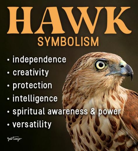 Hawk Symbolism & Spiritual Meanings Of Hawk Spirit Animal | YourTango Spiritual Meaning Of Hawk, Hawk Meaning Spirit Animal, Hawk Spirit Animal Meaning, Hawk Spiritual Meaning, Animal Symbolism And Meanings, Hawk Meaning, Hawk Symbolism, Hawk Totem, Hawk Spirit Animal