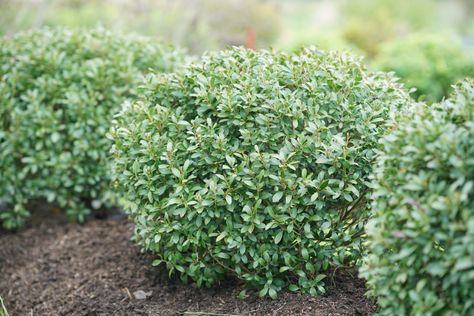 Boxwood Alternatives for Your Fall Planting – Garden & Gun Inkberry Holly, Deer Resistant Shrubs, Holly Shrub, Box Wood Shrub, Broadleaf Evergreen, Foundation Planting, Crazy In Love, White Plants, Garden Shrubs