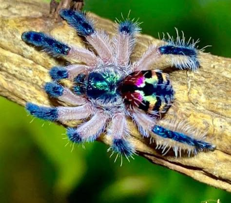 Jewel Tarantula, Cool Spiders, Pretty Spiders, Unique Spiders, Nature Creatures, Pet Tarantula, Arachnids Spiders, Spider Species, Inspiring Nature