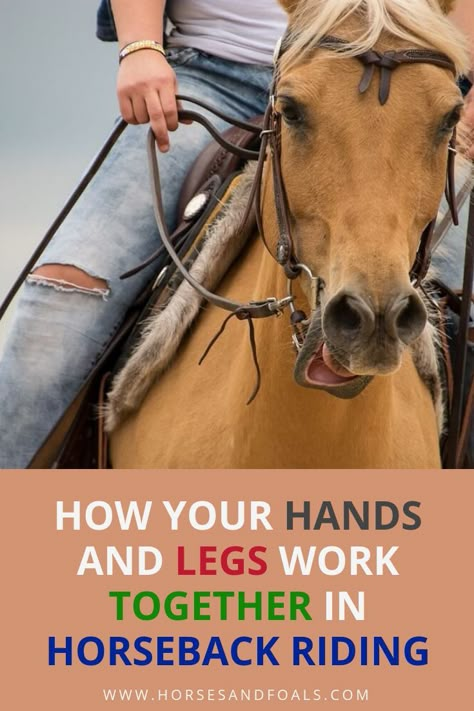 Horse Training Exercises, Riding Exercises, Horseback Riding Tips, Horseback Riding Lessons, Horse Lessons, Horse Information, Horse Exercises, Horse Facts, Horse Riding Tips