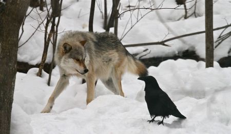 wolf and crow - saying, howling, black, canislupus, wolves, wallpaper, xcrow, timber, white, wisdom, crow, wolf Wolf And Crow, A Wolf, Black Bird, Tumblr, White, Black, Art