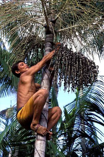 Free picture: farmer, climbs, acai, tree, pick, berries, pulp, tropical, fruits Acai Tree, Poland Food, Right Here Right Now, Fruit Picking, Guatemala Travel, Berry Fruit, Fruit Tree, Acai Berry, Melaka