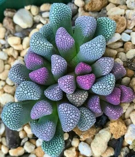 Get some rare succulents Types Of Succulents Plants, Kaktus Dan Sukulen, Succulent Garden Design, Weird Plants, Succulent Garden Diy, Types Of Succulents, Colorful Succulents, Succulent Gardening, Succulents Plants