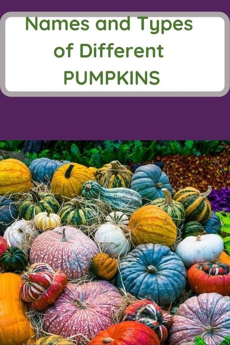 Pumpkin names and types Different Types Of Pumpkins, Pumpkin Varieties Chart, Pumpkin Names, Pumpkin Types, Pumpkin Growing, Fall Festival Party, Types Of Pumpkins, Garden Business, Pumpkin Varieties