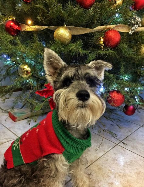 Schnauzer mini Christmas sweater Mini Schnauzer, Miniature Schnauzer, Beautiful Nature Pictures, Christmas Dog, Dog Life, Dog Pictures, Nature Pictures, Beautiful Nature, Christmas Sweaters