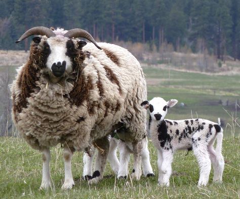 Fiber Animals, Jacob Sheep, Sheep Breeds, Baby Sheep, Counting Sheep, Sheep Farm, Sheep And Lamb, Chair Sofa, Sheepskin Rug