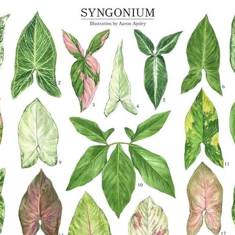 Arrowhead Vine, Syngonium Podophyllum, Room Plants, Arrowhead Plant, Plant Art, Vaulting, Double Tap, House Plants, Art Reference