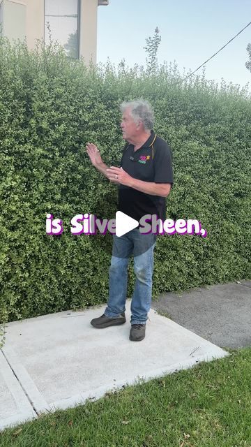 Hello Hello Plants on Instagram: "Silver Sheen Pittosporum is a perfect hedging & screening shrub.🌿 Shop HERE👇 https://www.thetutuguru.com.au/shop/pittosporum-silver-sheen/  #hellohelloplants #silversheen #hedging #bordering #plantnursery #melbourne #plantshopping #australia" Silver Garden Plants, Silver Sheen Hedge, Silver Sheen Landscape, Silver Sheen Pittosporum, Garden Hedges Ideas Australia, Hedging Plants Australia, Plant Screening Ideas Outdoor, Screening Plants Australia, Pittosporum Hedge