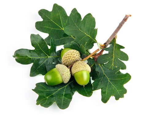 Green acorn fruits with leaves. Isolated on white background , #sponsored, #fruits, #acorn, #Green, #leaves, #background #ad White Oak Tree, Acorn Leaf, Acorn And Oak, Fruits Images, Free Art Prints, Oak Leaves, Nature Journal, Tree Art, Botanical Illustration