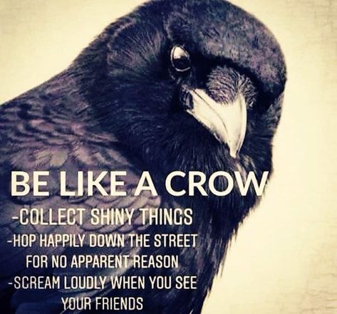 Be like a crow Crows And Ravens, A Crow, Black Birds, Crows Ravens, The Crow, Crows, Ravens, Animal Memes, Black Bird