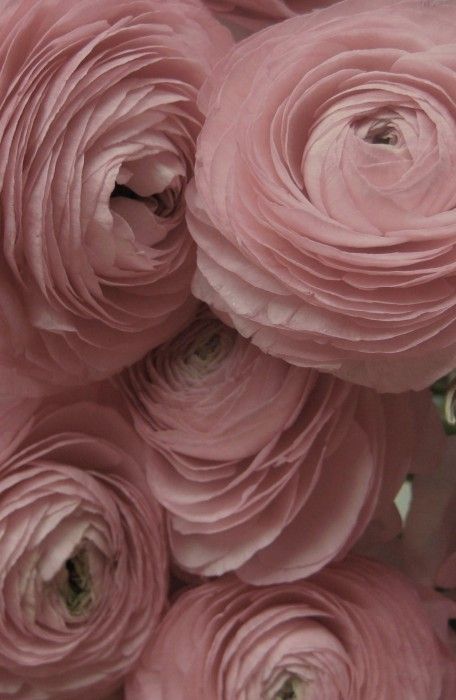 Inspirational Patterns that can be interpreted by #SICIS The Art Mosaic Factory and be created into a custom #mosaic Pink Ranunculus, Ranunculus Flowers, Colorful Roses, Cabbage Roses, Party Girl, Arte Floral, Ranunculus, Beautiful Blooms, Ikebana