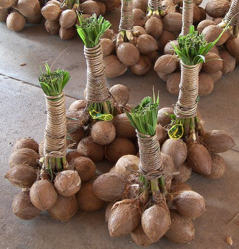 Coconut Pictures, Bonsai Fruit Tree, Giant Vegetable, Bonsai Pruning, Port Vila, Coconut Shell Crafts, Vegetable Garden Diy, Easy Backdrops, Veg Garden