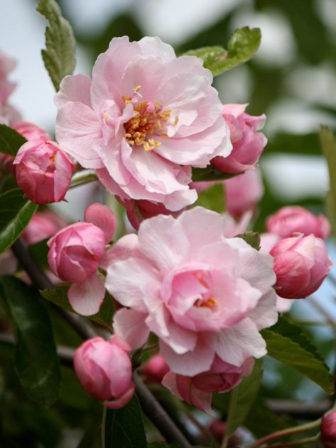 Prairie Rose Crabapple Tree, Flowering Crabapple Tree, Garden Strawberries, Flowering Crabapple, Flower Trees, Prairie Rose, Goat Barn, Strawberry Garden, Crabapple Tree