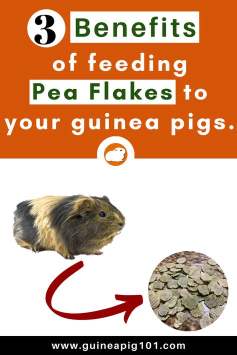 Guinea Pig Snacks, Guinea Pig Information, Guinea Pig Food, Pet Rodents, Guinea Pig Diy, Pigs Eating, Pet Ferret, Rabbit Cages, Pet Guinea Pigs