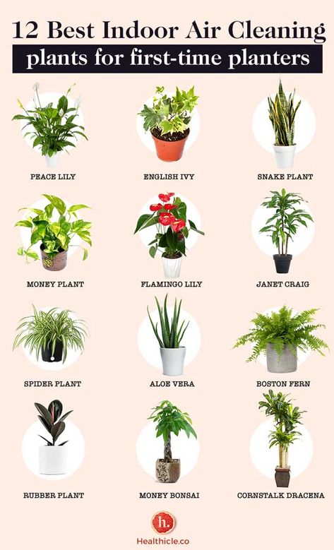 12 Indoor Air Cleaning Plants for First-Time Plant Parent Indore Plants, Indoor Plants Clean Air, Low Maintenance Indoor Plants, Easy Indoor Plants, Air Cleaning Plants, Dracaena Plant, Air Purifying House Plants, Inside Plants, Indoor Plant Care