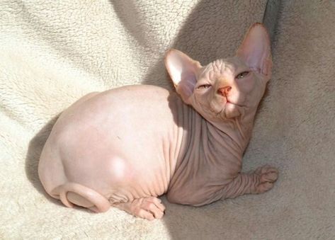 Hairless Cat, White