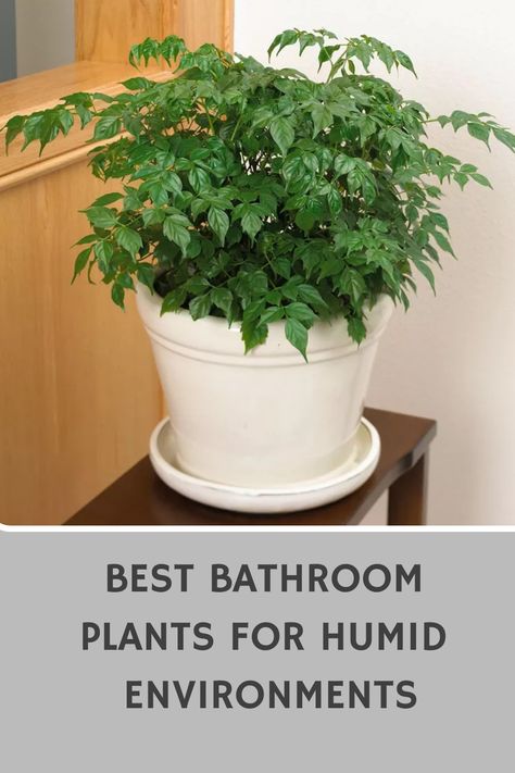 Transform your bathroom into a lush oasis with the best plants for humid environments. Discover how these plants not only thrive in moist conditions but also purify the air and create a relaxing atmosphere. Elevate your bathroom decor with these green beauties that are low maintenance and perfect for bringing nature indoors. Add a touch of greenery to your space and enjoy the benefits of having vibrant plants in your bathroom. Explore our list of top picks today! Plant Companions, Best Bathroom Plants, Peace Lilies, Bathroom Oasis, Golden Pothos, Mango Tree, Relaxing Atmosphere, Bathroom Plants, Unique Planter