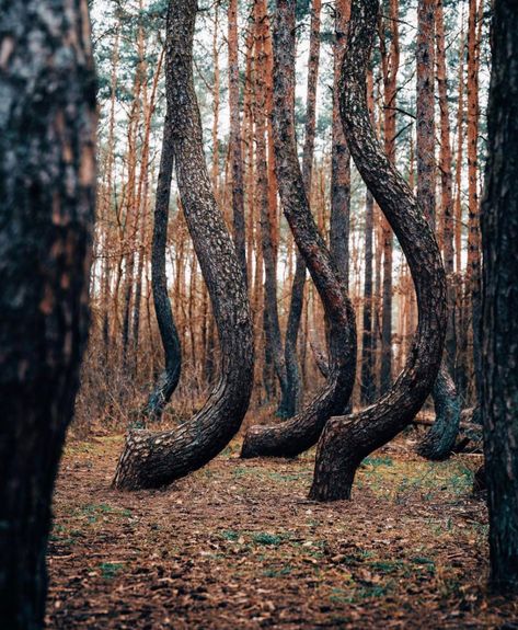 Crooked Forest, Poland 🇵🇱 Crooked Forest, Forest Video, Kids Around The World, Mysterious Places, Gorgeous View, Stonehenge, View Map, Places Around The World, Tourist Attraction