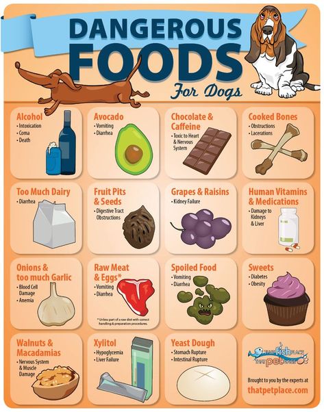 Dangerous Foods For Dogs, Foods For Dogs, Foods Dogs Can Eat, Dog Infographic, 강아지 그림, Dog Nutrition, Healthy Dog Food Recipes, Human Food, Dog Facts