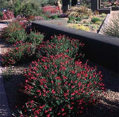 https://www.horticultureunlimited.com/plant-guide/autumn-sage/ Autumn Sage Plants, Sage Landscaping, Sage Plants, Salvia Greggii, Autumn Sage, Start Gardening, Desert Gardening, Sage Plant, Drought Tolerant Garden