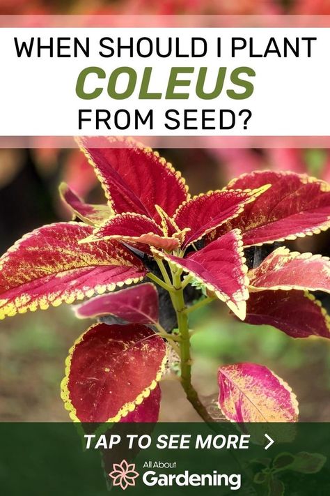 Are you thinking of planting some coleus by seed this season but aren't sure when to start planting? Find out what you need to know before you get started, here in this guide! When To Plant Seeds, Coleus Seeds, Coleus Plants, When To Plant, Mother Plant, Seed Starting, Potting Soil, Grow Lights, Shade Garden