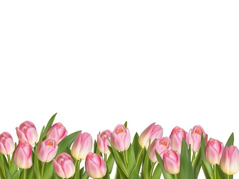 Premium Vector | Blossoming tulips decorative border. Watercolor Tulips, Spring Background, Watercolor Greeting Cards, Spring Landscape, Decorative Borders, Hand Drawn Flowers, Flower Border, Pink Tulips, Tulips Flowers